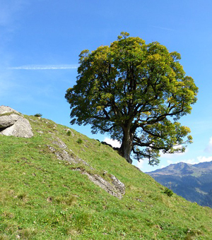 快速发货的网站攻击防护